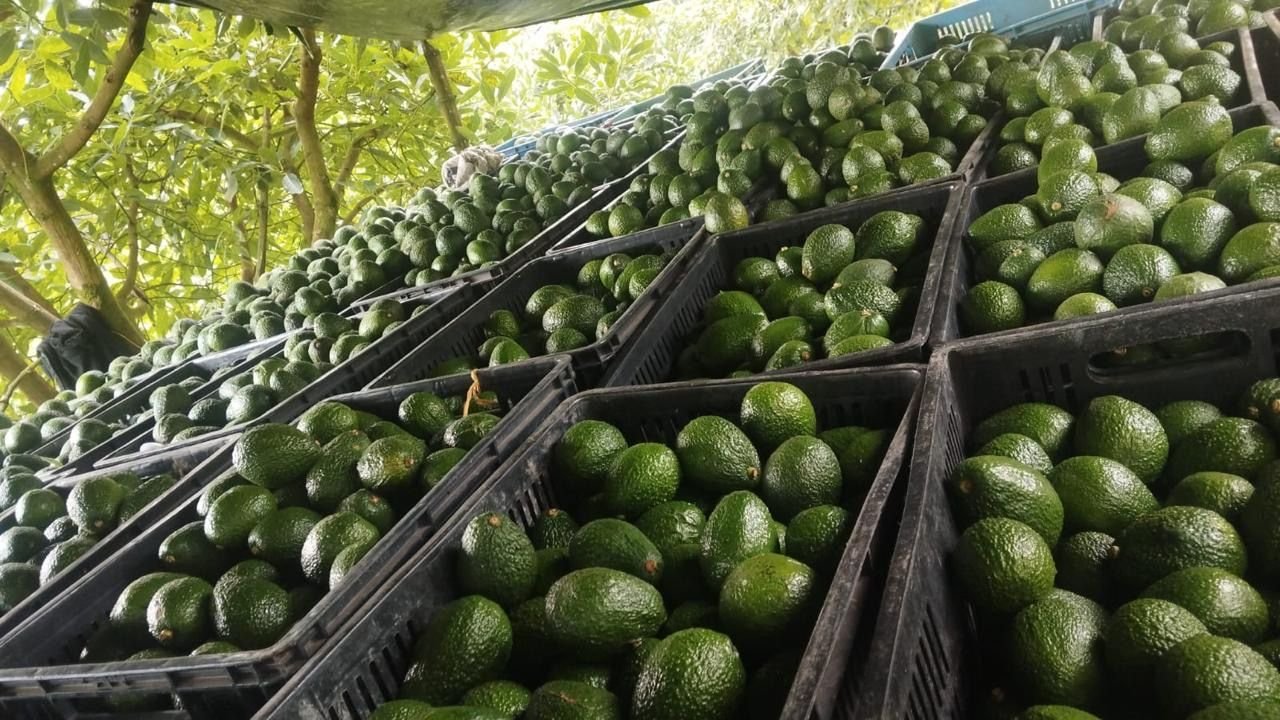 Aguacate en canastillas