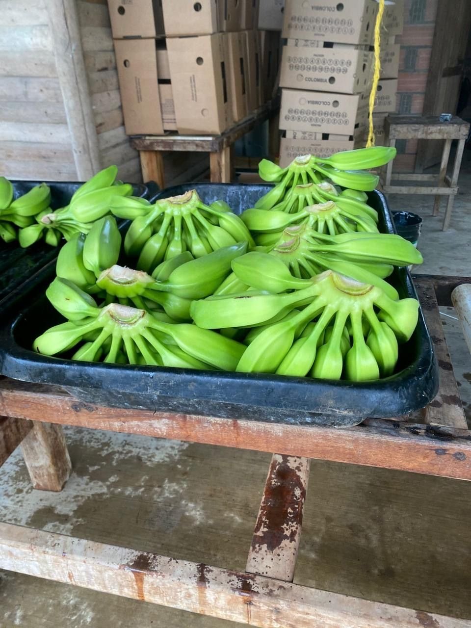 Manos de plátano burro