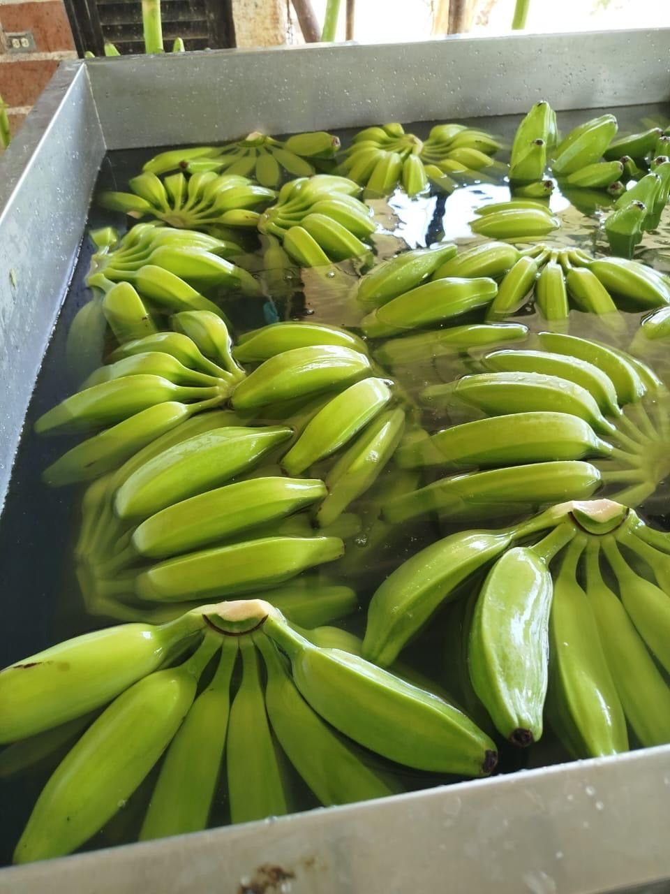 Lavado y selección de plátano