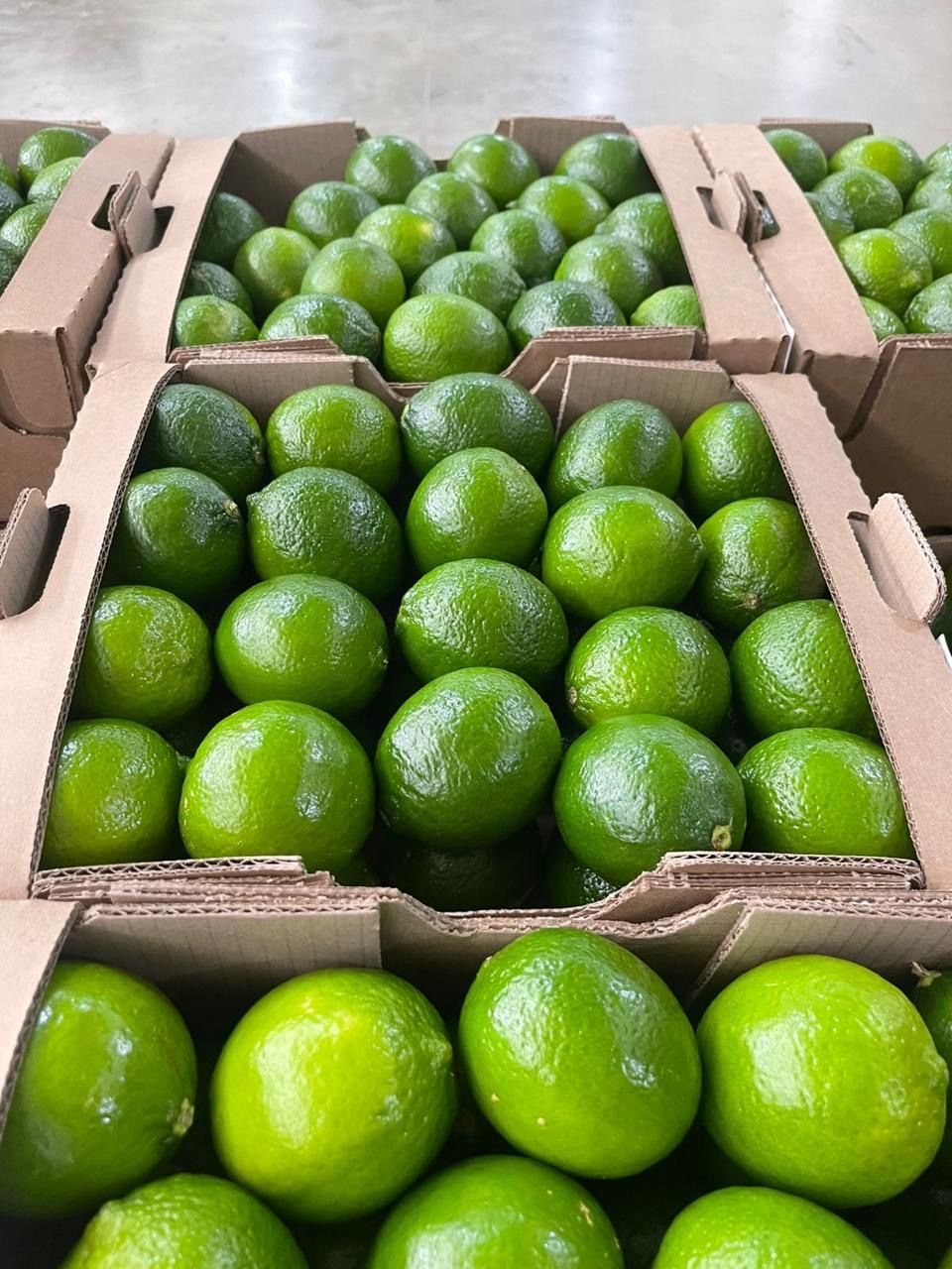 Limón Tahití en cajas