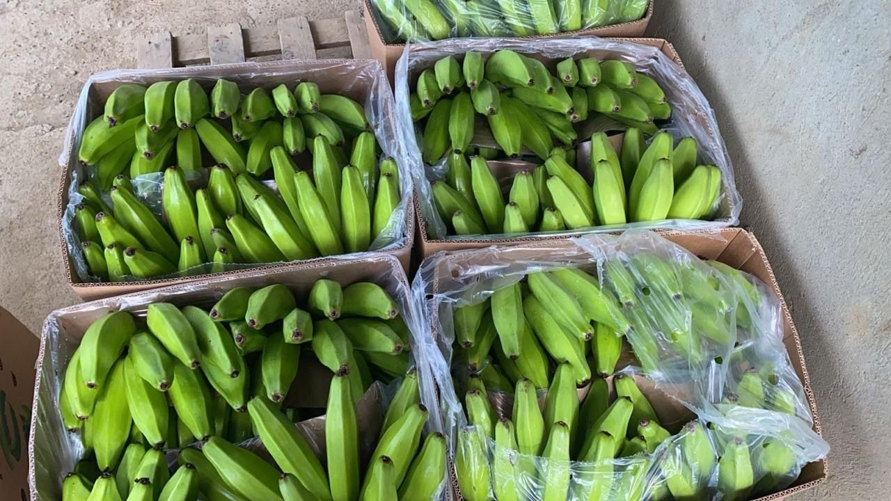 Plátano listo para despacho