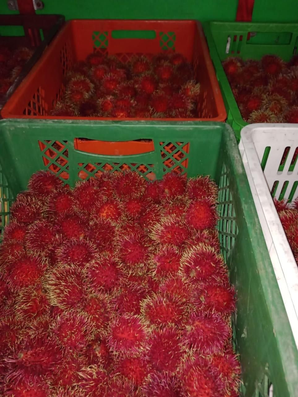 Rambután